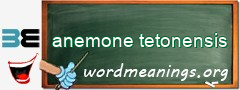 WordMeaning blackboard for anemone tetonensis
